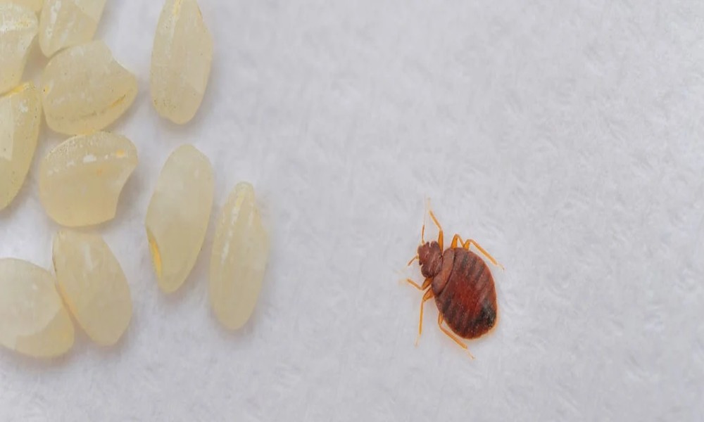 Are You Accidentally Training Pests to Come Back?