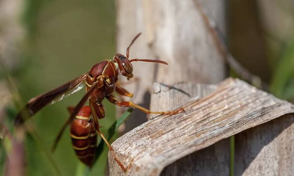 Main Sail Pest Control on 5 Pests That Ruin Fourth of July Backyard Parties (and How to Prep)